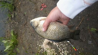 Prussian carp