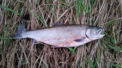 Brown Trout