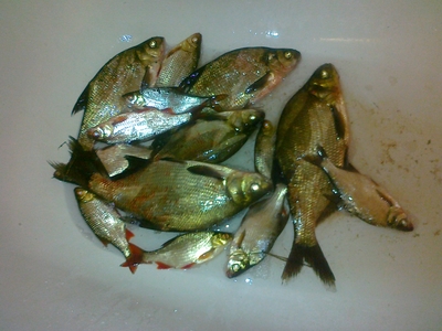 Carp bream