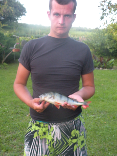 Eurasian perch