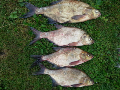 Carp bream