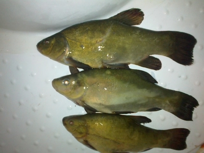 Tench