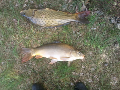 Mirror carp