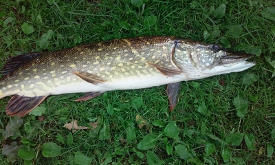 Northern Pike