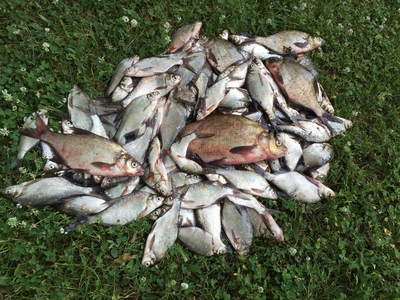 Carp bream