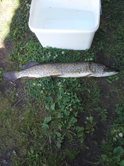Northern Pike