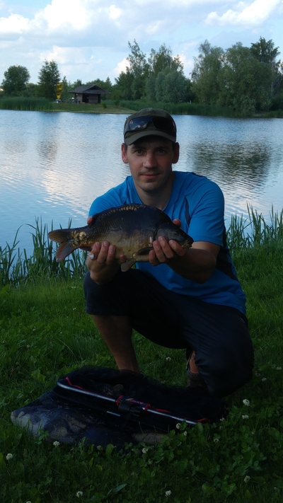 Mirror carp