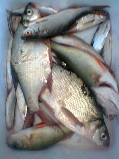 Silver Bream
