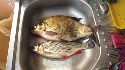 Carp bream