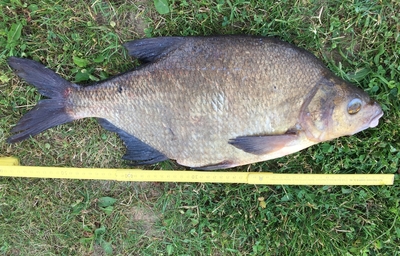Carp bream