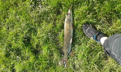 Northern Pike