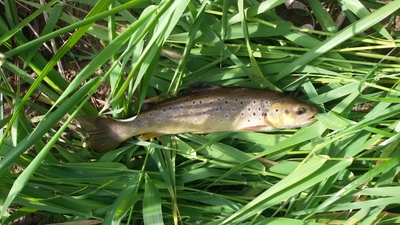 Brown Trout