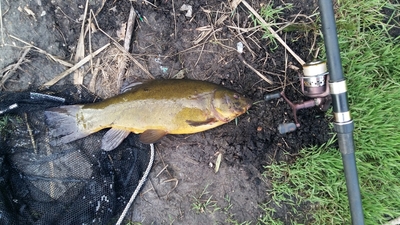 Tench