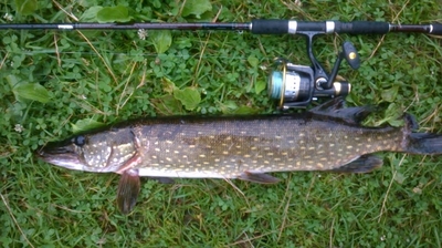 Northern Pike