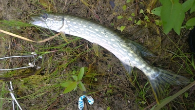 Northern Pike