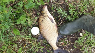Carp bream
