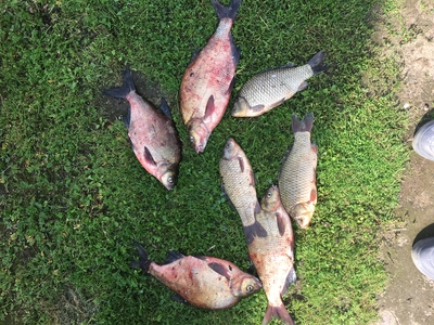 Carp bream