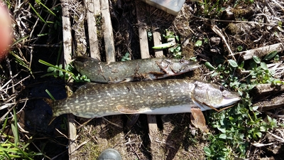Northern Pike