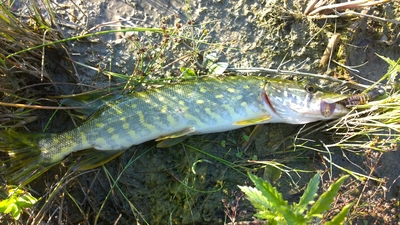 Northern Pike