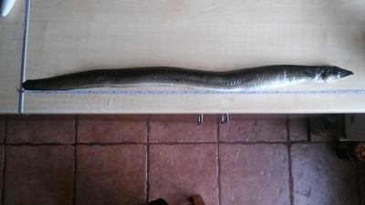 European eel
