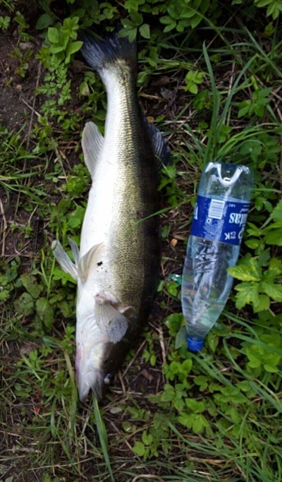 Pike perch
