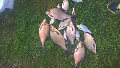 Carp bream