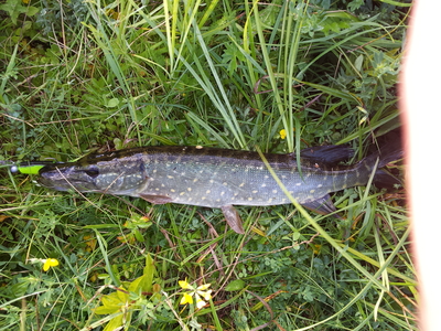 Northern Pike