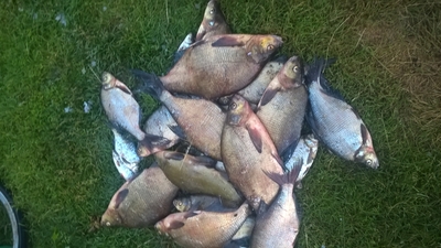 Carp bream