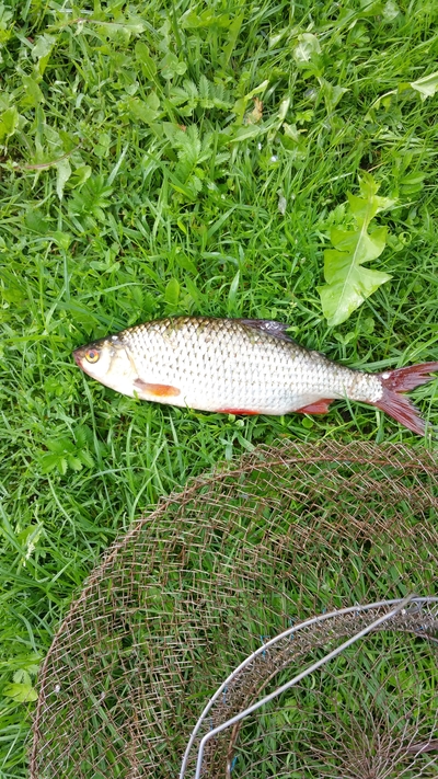 Roach
