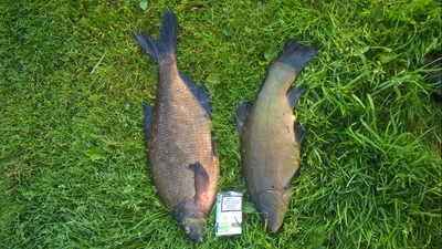 Carp bream