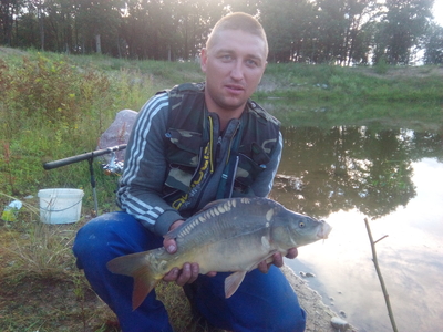 Mirror carp