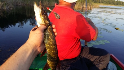 Northern Pike