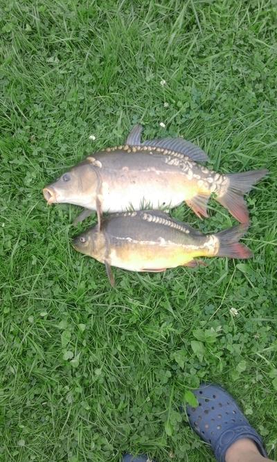 Mirror carp