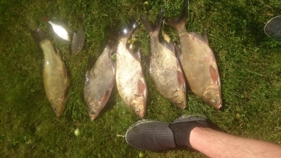 Carp bream