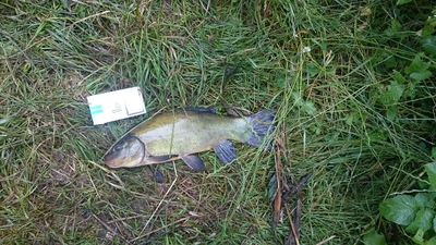 Tench