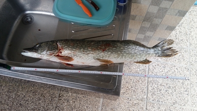 Northern Pike