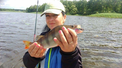 Eurasian perch
