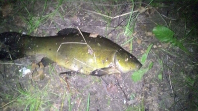 Tench