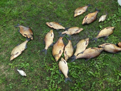 Carp bream