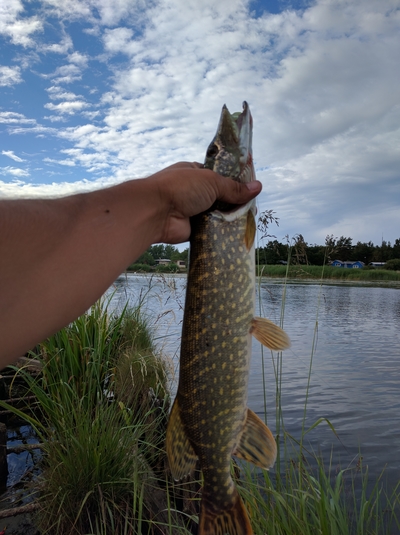 Northern Pike