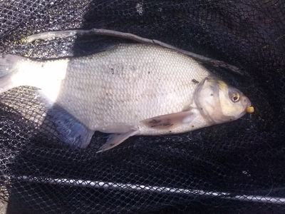 Carp bream