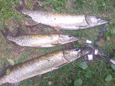 Northern Pike