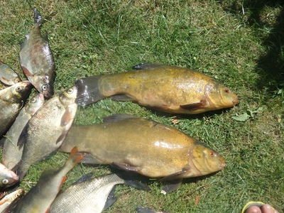 Tench
