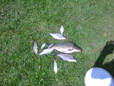 Carp