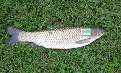 Grass carp