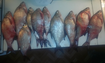 Carp bream