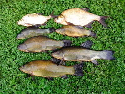 Tench