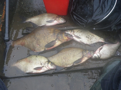 Carp bream