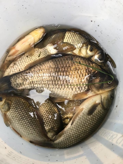 Crucian carp