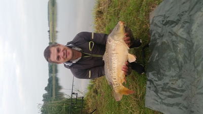 Mirror carp